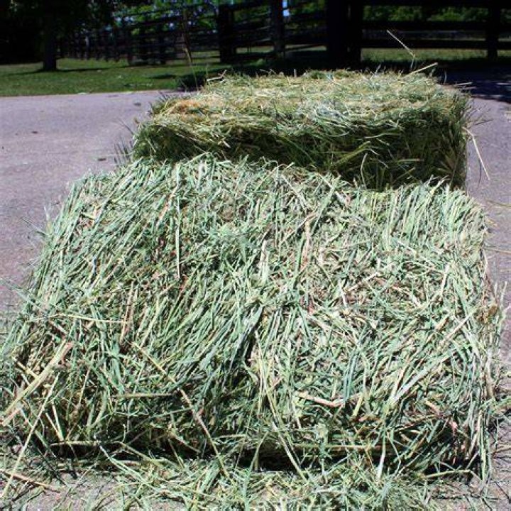 Chowsky lying on hay grass