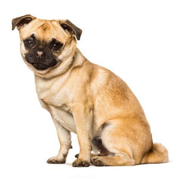 Chug dog in white background
