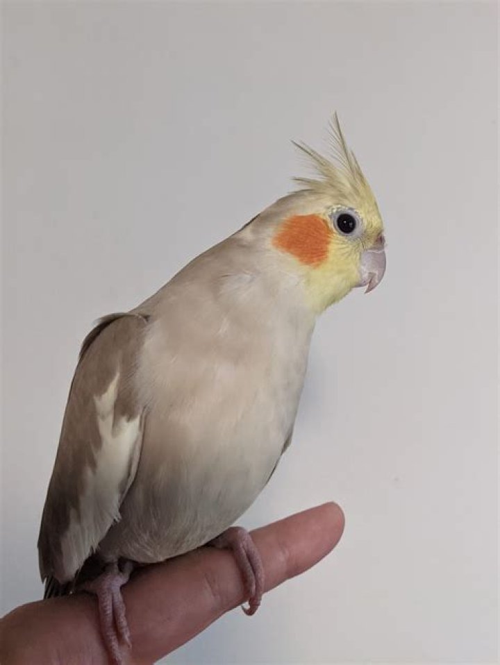 Cinnamon cockatiel