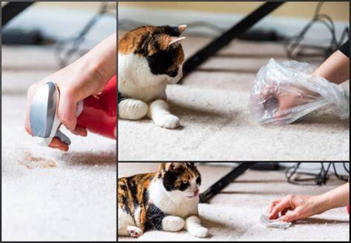 Clean Cat Stain On Carpet Gettyimages 1097573324