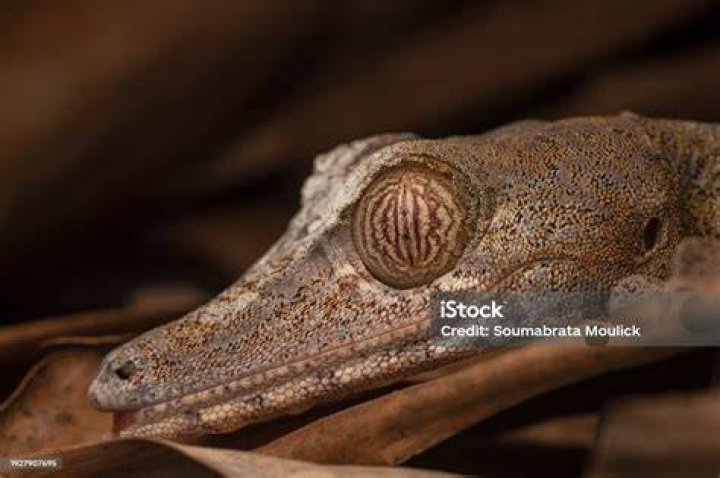 close up Giant leaf-tailed gecko