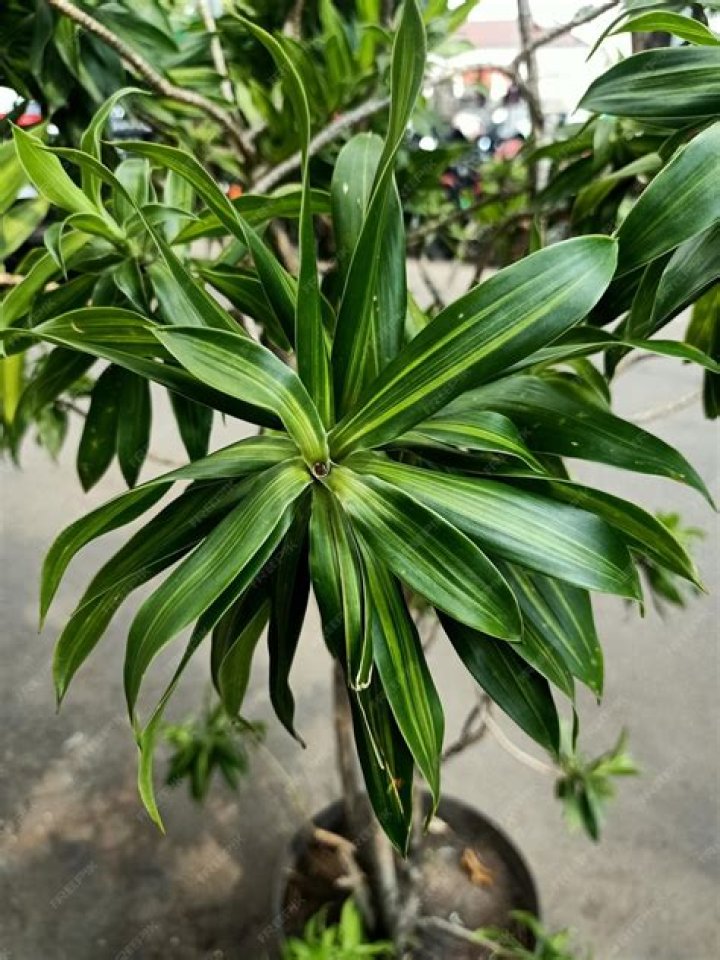 Close up of dracaena fragrans home plant. Minimal style design on empty white wall background. Empty place your text