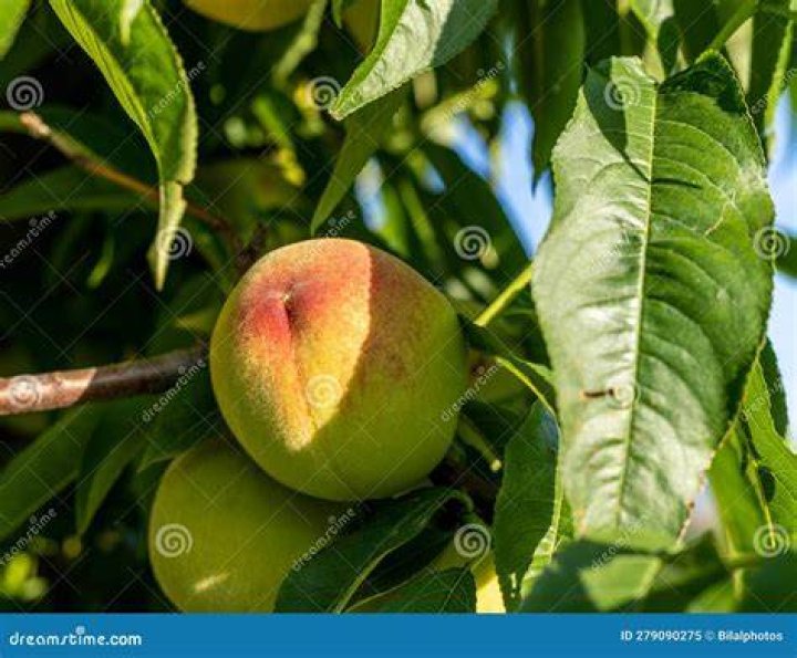 Close-Up Of Peach On Tree Close-Up Of Peach On Tree