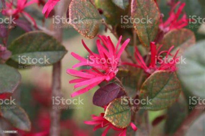 Closeup of pink Loropetalum