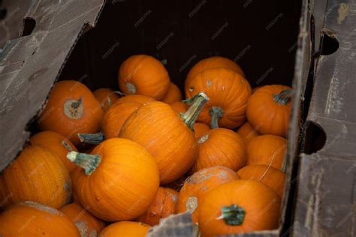 Close-up photo of harvested pumpkins
