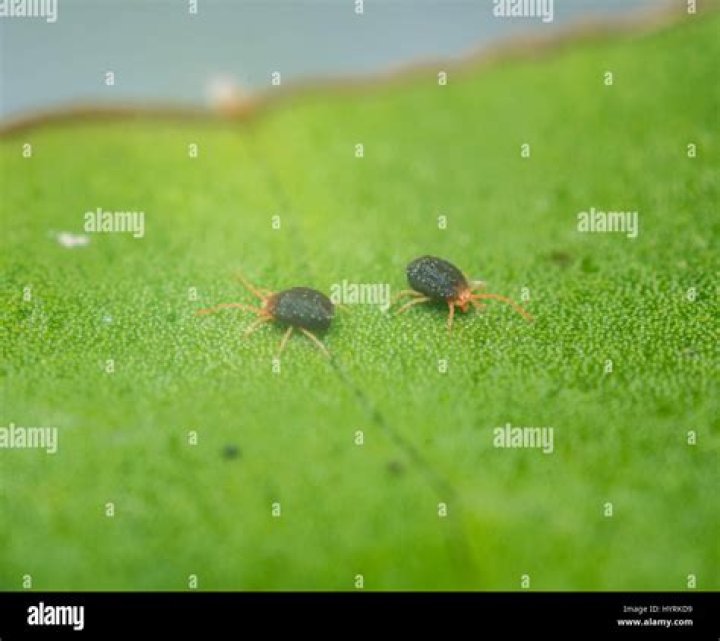 Clover Mites close up