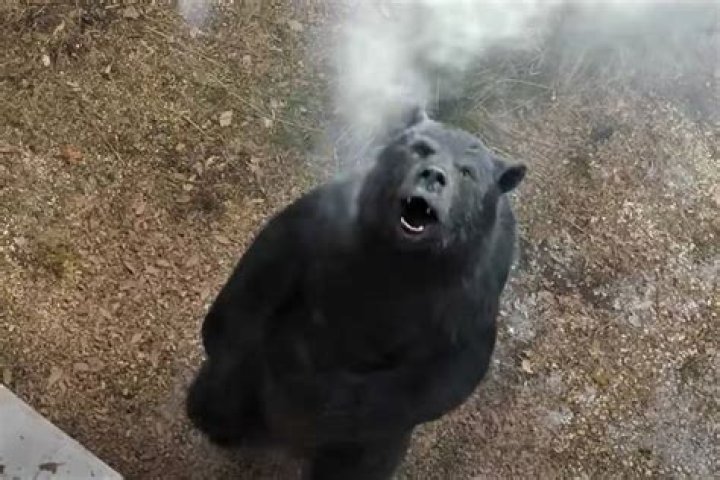 cocaine bear cocaine bear