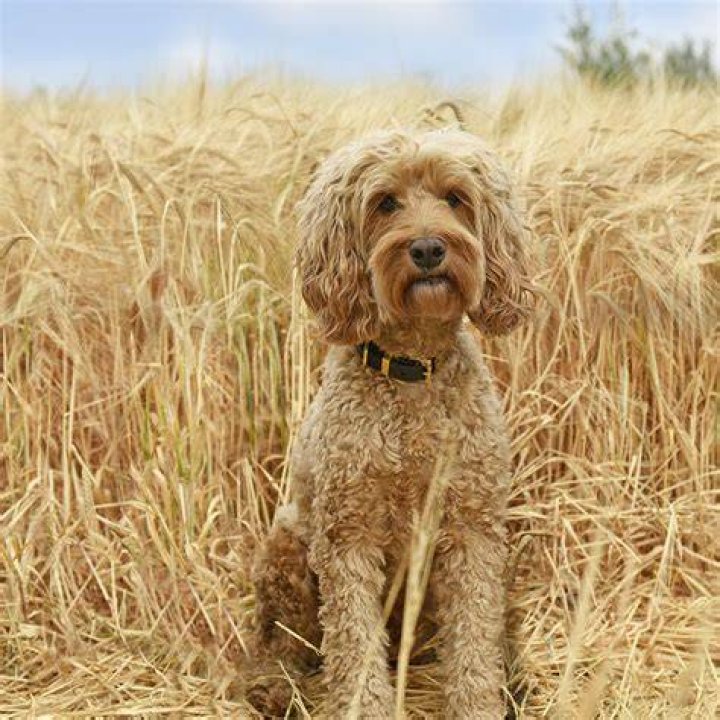 Cockapoo