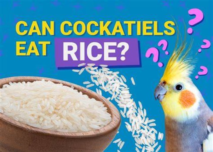 Cockatiels Eat Rice