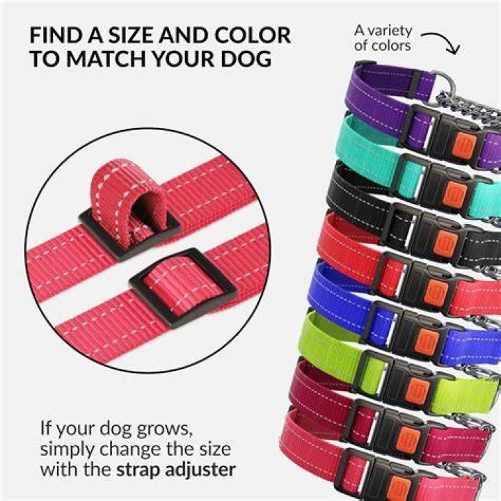 CollarDirect Martingale Dog Collar