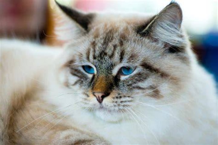 colorpoint ragamuffin cat