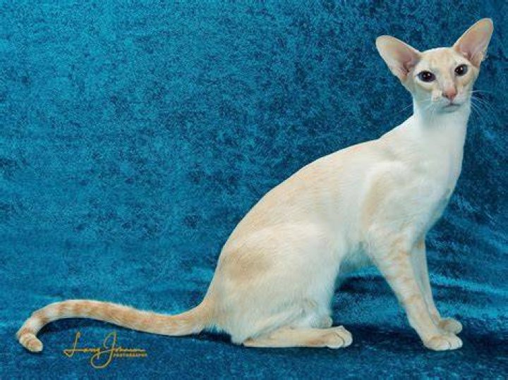 Colorpoint Shorthair