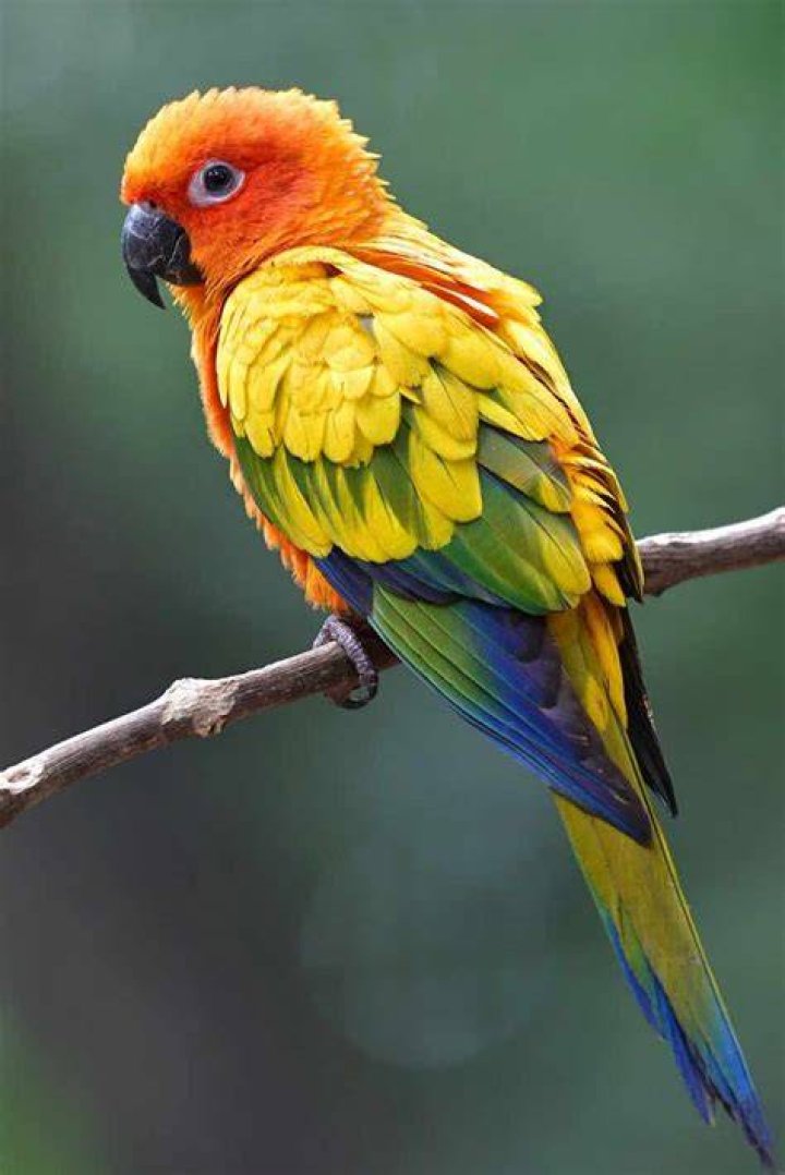 conure bird