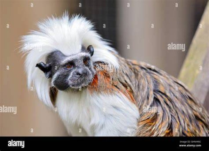 cotton top tamarin monkey