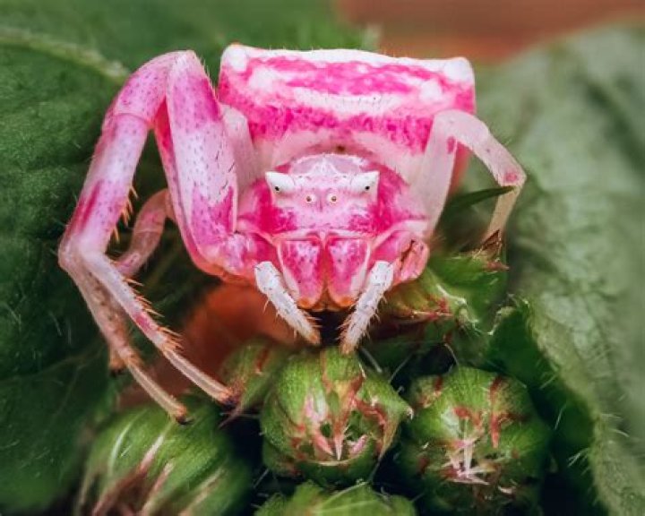 Crab Spider