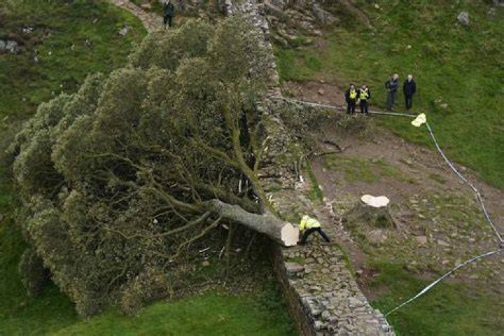 Crane removes Sycamore Gap tree by Hadrian’s Wall in England that was cut down in act of vandalism