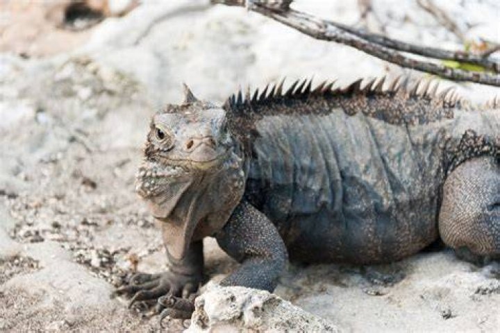 Cuban Rock Iguana: Care Sheet, Lifespan & More (With Pictures)