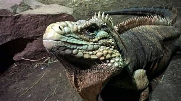 Cuban Rock Iguana