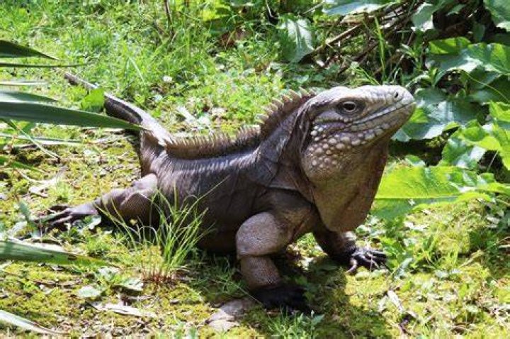 Cuban Rock Iguanas