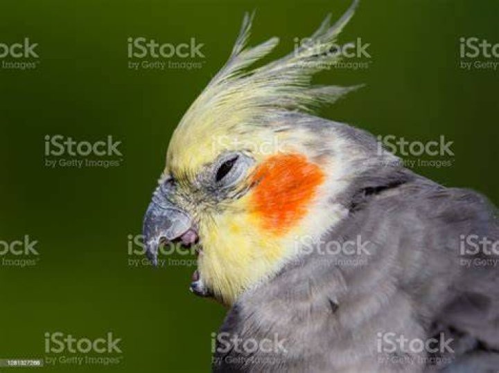 Cute Cockatiel With Its Beak Open