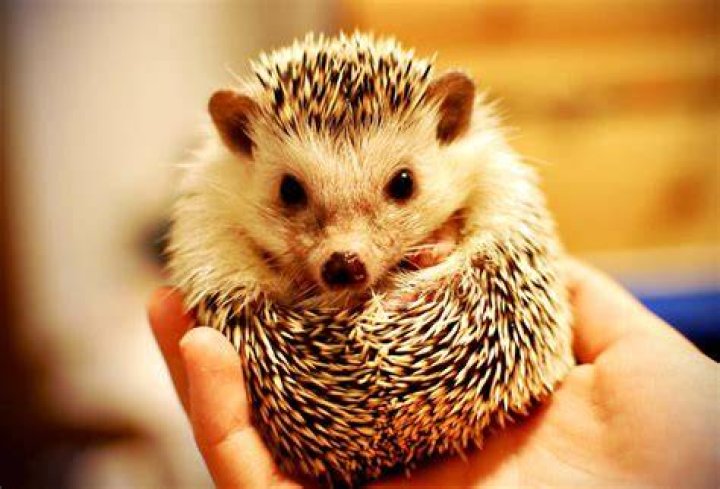 Cute Hedgehog