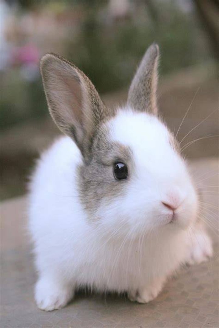 cute rabbit
