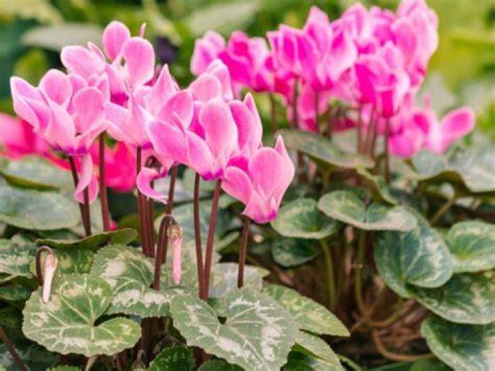 Cyclamen flowers