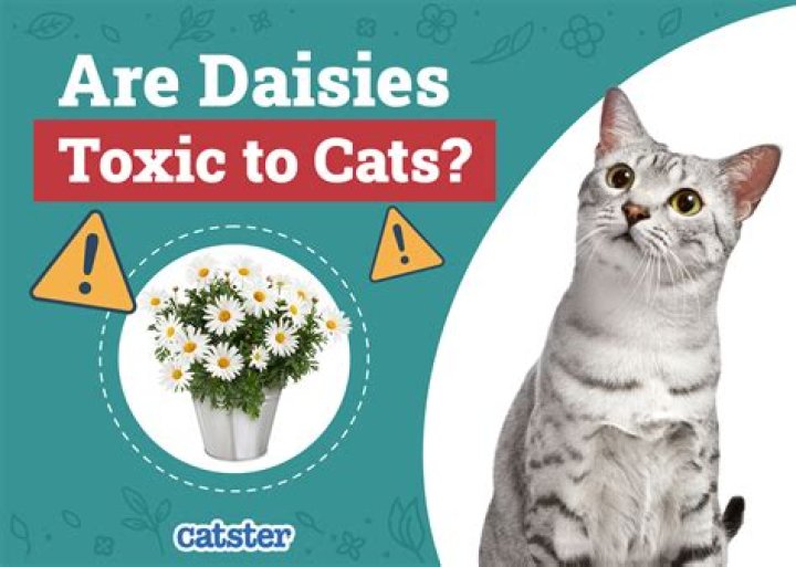 Daisy flower, toxic to cats, toxic to dogs