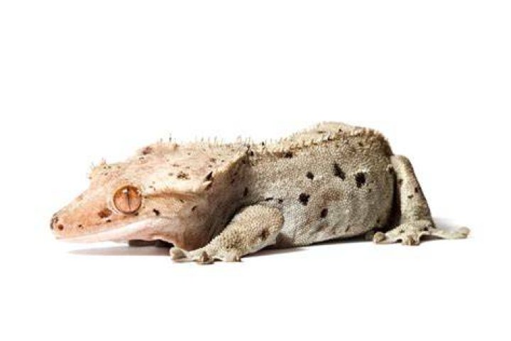 Dalmatian Crested Gecko: Info, Pictures & Care Guide for Beginners