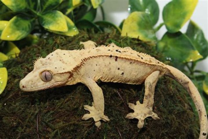 dalmatian crested gecko licking its lips with tongue out