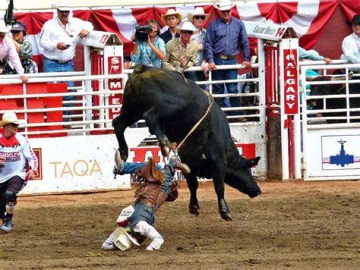 Days After Shocking Details Emerging in Bull Rampage at Popular Rodeo, Massive
Calls Made by Animal Groups for the Future