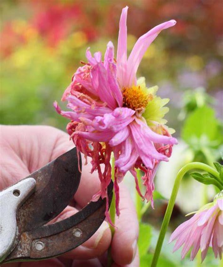 Deadheading Flower Gardens