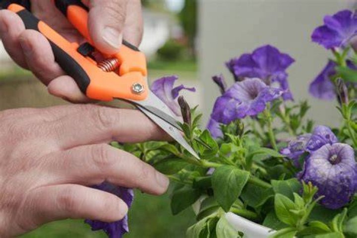 Deadheading Your Flower Garden | The Family Handyman