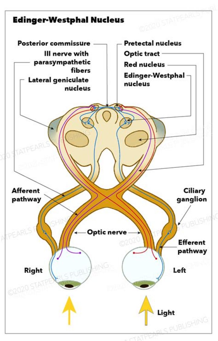 Definitions of edinger-westphal nucleus - OneLook