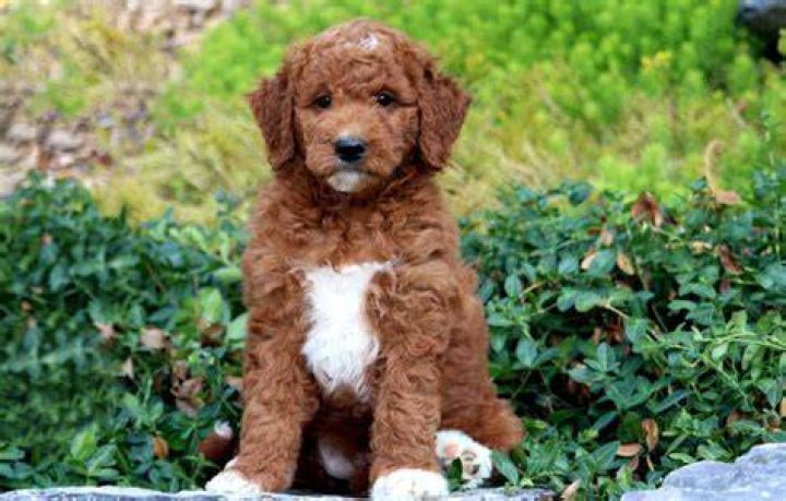 Delightful Companions: The Micro Mini Goldendoodle