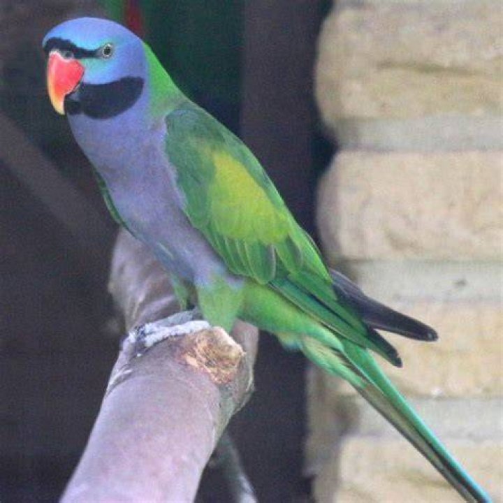 Derbyan Parakeet