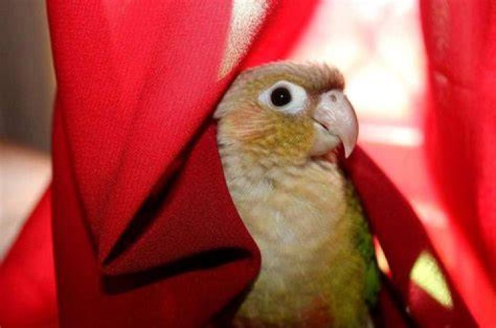 Diarrhea in Conures: 6 Vet-Approved Tips & Advice