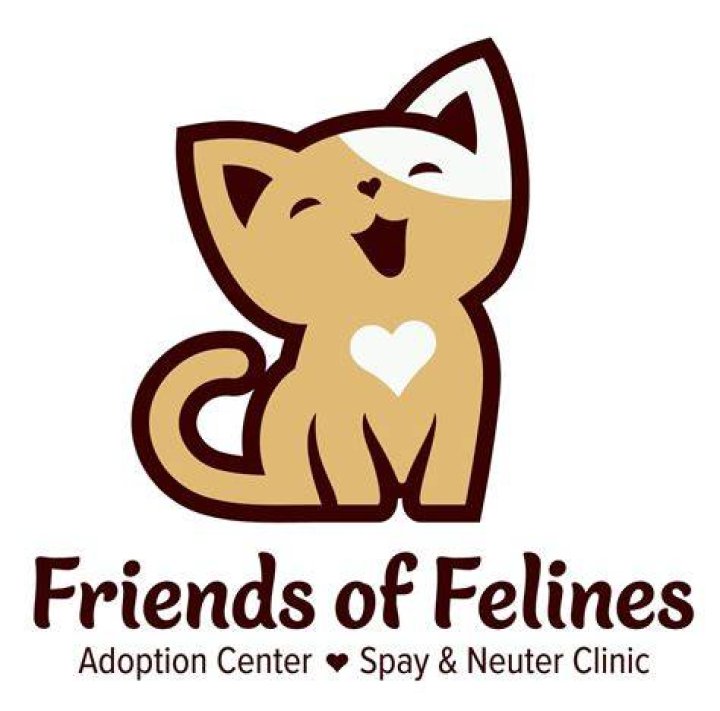 Discovering Friends Of Felines In Salem, Oregon