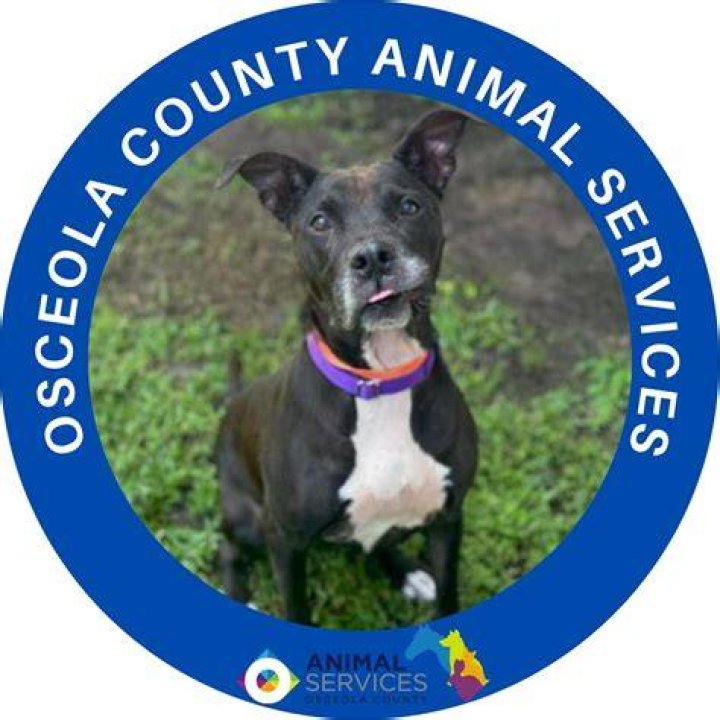 Discovering Osceola County Animal Services In St. Cloud, FL