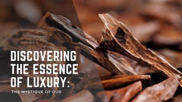 Discovering The Mystique Of Oud: A Fragrance Journey