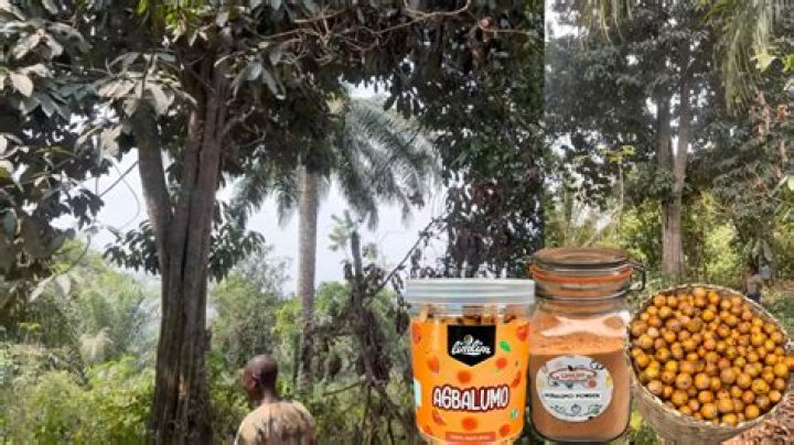 Discovering The Wonders Of Agbalumo Fruit: Nature's Hidden Gem