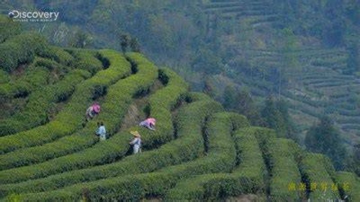 Discovery walks into Emei Alpine Green Tea producing area