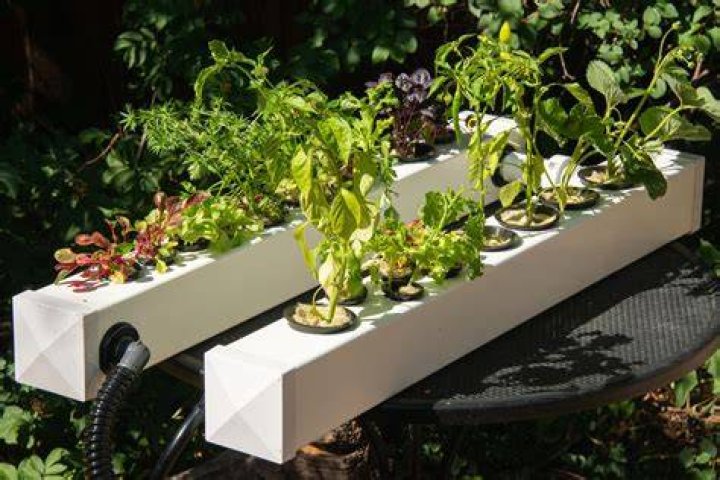 DIY Hydroponics: 10 Dos and Don'ts