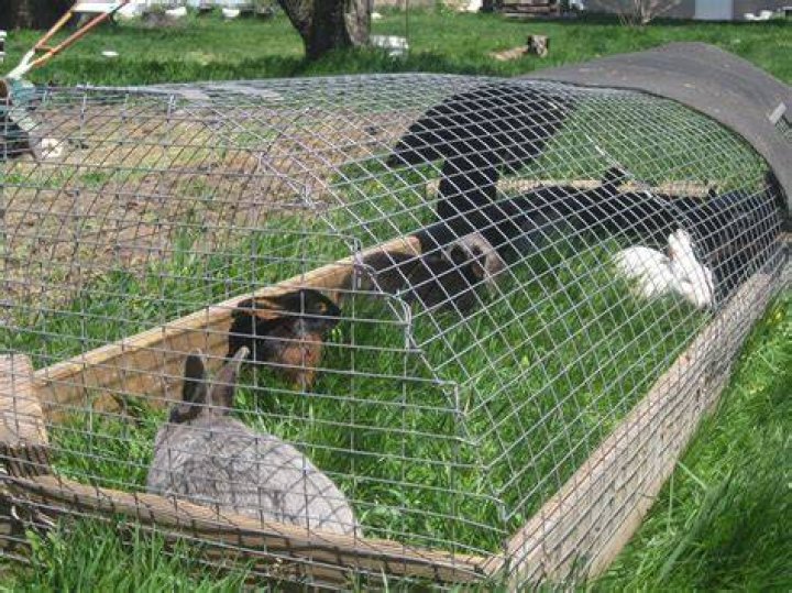 DIY Outdoor Rabbit Tractor