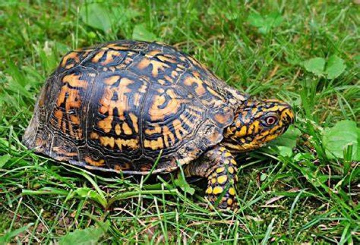 Do Box Turtles Make Great Pets? Facts & Care Tips