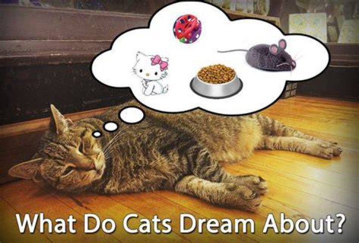 Do Cats Dream? What They Dream About & Other Facts
