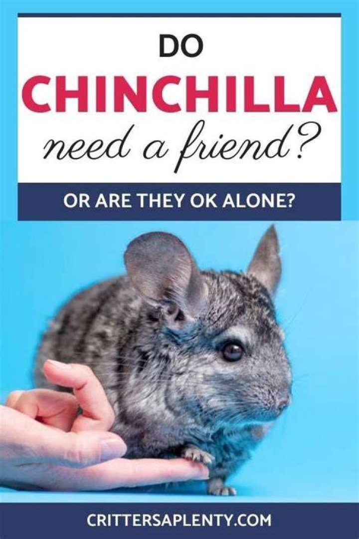 Do Chinchillas Need a Friend? Are They OK Alone?