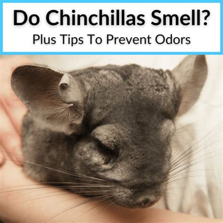 Do Chinchillas Smell? Vet-Reviewed Facts & Care Tips