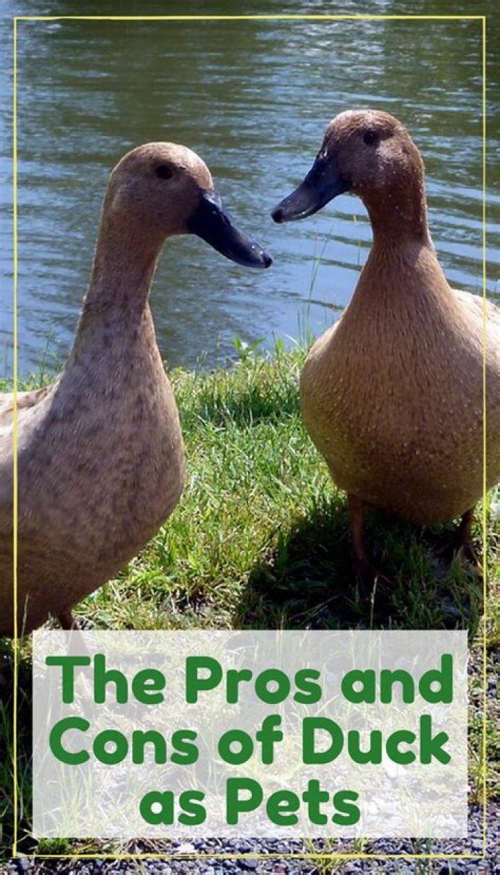 Do Ducks Make Good Pets? Pros & Cons Explained