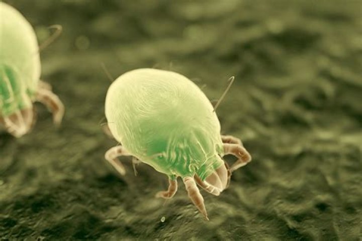 Do Dust Mites Bite? | The Family Handyman